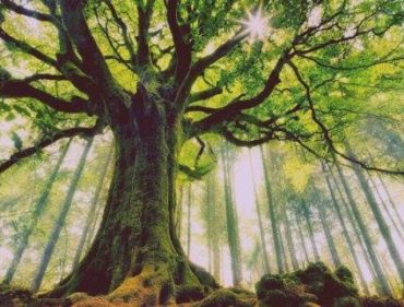 52565854_1103399226511367_5869034417271341056_n