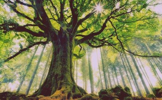 52565854_1103399226511367_5869034417271341056_n